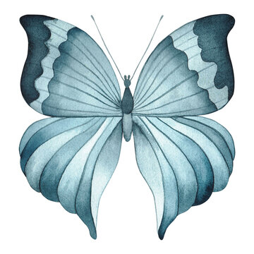 A set on the theme of butterflies and insects painted in watercolor on a white background. The color scheme is monochrome in a shade of indigo. Ideal for printing on greeting cards and various decor 