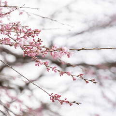 Obraz premium 春の始まり