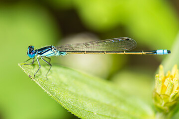 Common Marsh Damselfly with the scientific name of Homeoura chelifera. The damselflies are flying insects of the suborder Zygoptera in the order Odonata.