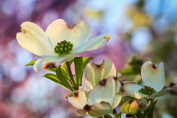 Beautiful view of cluster of blooming of dogwood tree flowers with blooming redbud tree in background