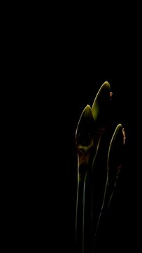 daffodils flowers bloom on a black background time lapse