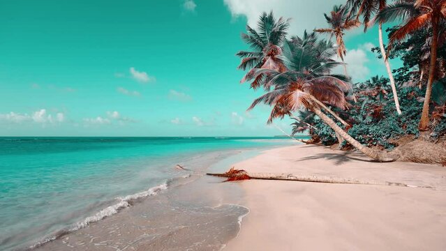 Sandy tropical wild beach of the Dominican Republic and sea with coconut trees. A paradise island for travel and relaxation. Travel and relaxation at sea. Cruise. Video stylized.