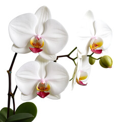 Orchid element in PNG format with transparent background