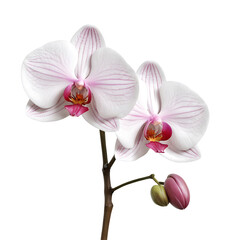 Fototapeta na wymiar Orchid element in PNG format with transparent background