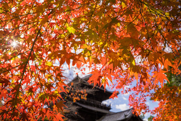 Fototapeta na wymiar 京都　南禅寺の三門と紅葉