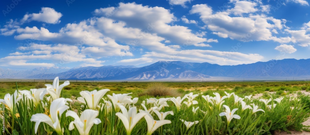 Canvas Prints Vivid flowers cover the land with majestic mountains in the far background