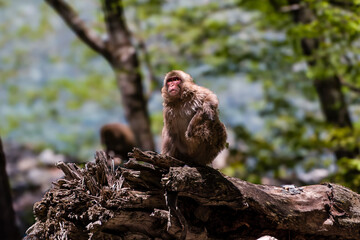 Wild Japanese Macaque (Snow Monkey) in a forest in the Northern Japanese Alps