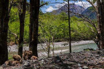 Family of Japanese Macaque (Snow monekys) in the forest next to the Azusa River in Kamikochi