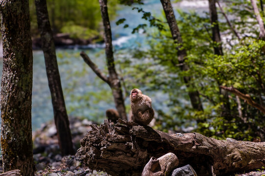 Japanese Snow Monkey on an old, fallen tree next to a river in Kamikochi, Nagano Prefecture