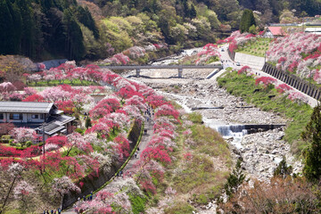 阿智村・花桃の里（月川温泉郷）【長野県下伊那郡】