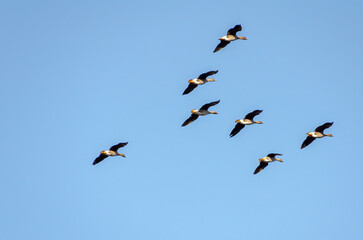 Flock of geese flying in blue sky, right, bottom, side view