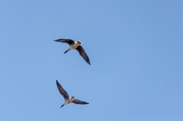 Two geese fly in the sky to the left, bottom view, close-up