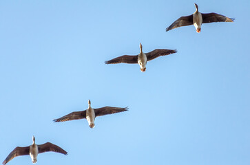 Four geese are flying in the sky, in an orderly formation, view from below, close up