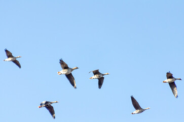 Flock of geese flying in blue sky, right, bottom, side, close-up view
