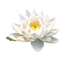 illustration of white lotus flower dark, Isolated on transparent PNG background, Generative ai