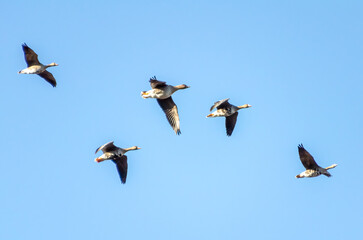 Flock of geese flying in blue sky, right, bottom, side, close-up view