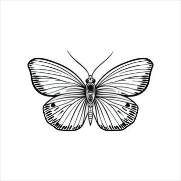 minimalist butterfly logo black and white lineart illustration