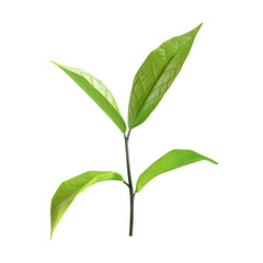 A small plant growing from a pot