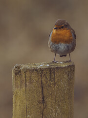 A Robin perched on a post