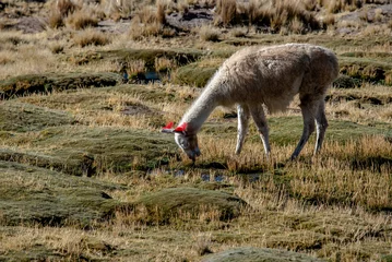 Selbstklebende Fototapeten 2023 8 17 Peru llama grazing 53 © Alvise