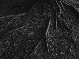 Natural tree roots in black and white tone