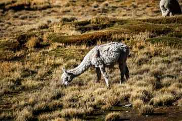 Foto op Canvas 2023 8 17 Peru llama grazing 56 © Alvise
