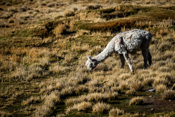 2023 8 17 Peru llama grazing 57