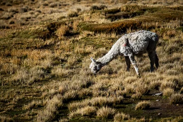 Selbstklebende Fototapeten 2023 8 17 Peru llama grazing 57 © Alvise