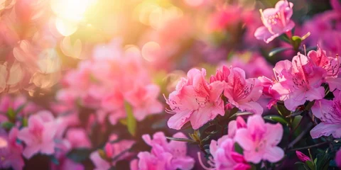 Poster Pink azalea flowers blooming in vibrant pink colors under the sunlight © tashechka