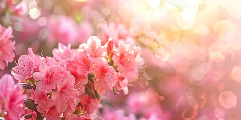 Fotobehang Vibrant pink azalea flowers blooming under the sunlight in a panoramic view © tashechka