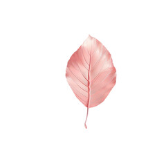 A close up of a pink leaf on a Transparent Background