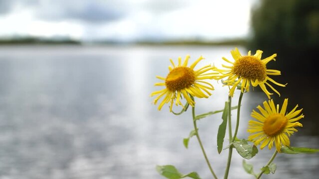 Inula Flower plant grows on the bank of the river