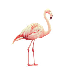 Flamingo standing on Transparent Background