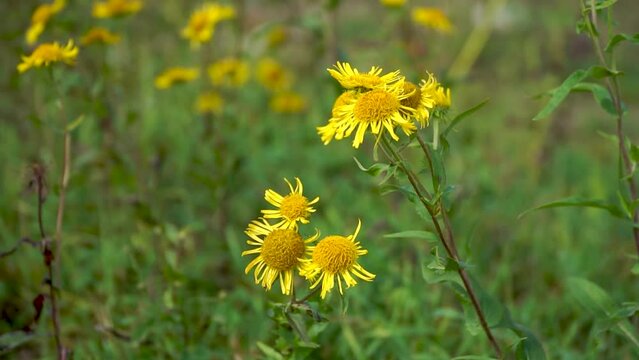 Inula Flower plant grows on the bank of the river