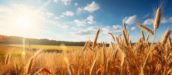 A beautiful close-up view of a vast field of wheat glowing in the sunlight with the sun shining in the background