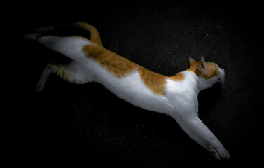 The yellow and white cat jump out of the shadow darkness with selective focus, isolated on black background.