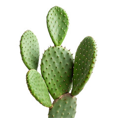 cactus isolated transparency background