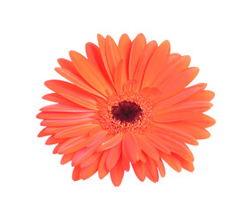 Red gerbera flower isolated on white