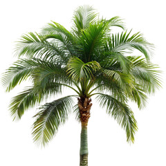 gardening theme wtih palm tree