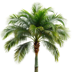 Obraz premium gardening theme wtih palm tree