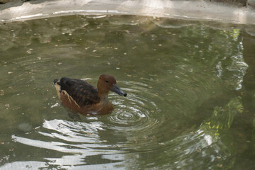 A family of gray ducks swims in a pond