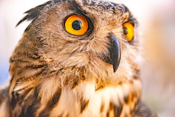 eagle owl portrait  Close-up of a Great Spotted Owl on a black background. Detail bubo bubo. Owl on the background. - 774639523