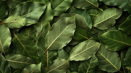 Green bay leaves background. Close-up botanical photography.