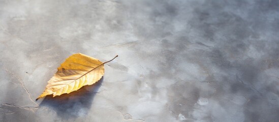 Lush green leaf of arafed plant resting on a damp surface, with background intentionally blurred for artistic effect