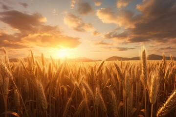 Sunset wheat golden field in the sunset. Growth nature harvest. Agriculture farm.