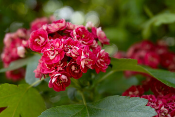 Close-up of the pretty pink-white flowers of a Crataegus laevigata shrub