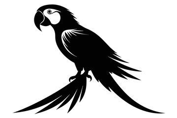 ilhouette image,mac bird,vector illustration,white background