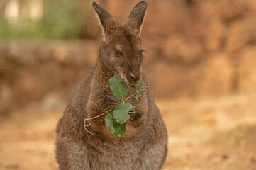 The kangaroo is feeding on a tree leaf.