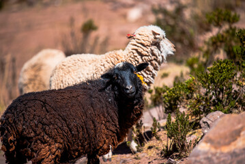 2023 8 18 Peru Sheep in taquile island 31