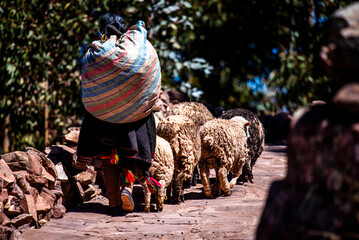 2023 8 18 Peru shepherdess 41